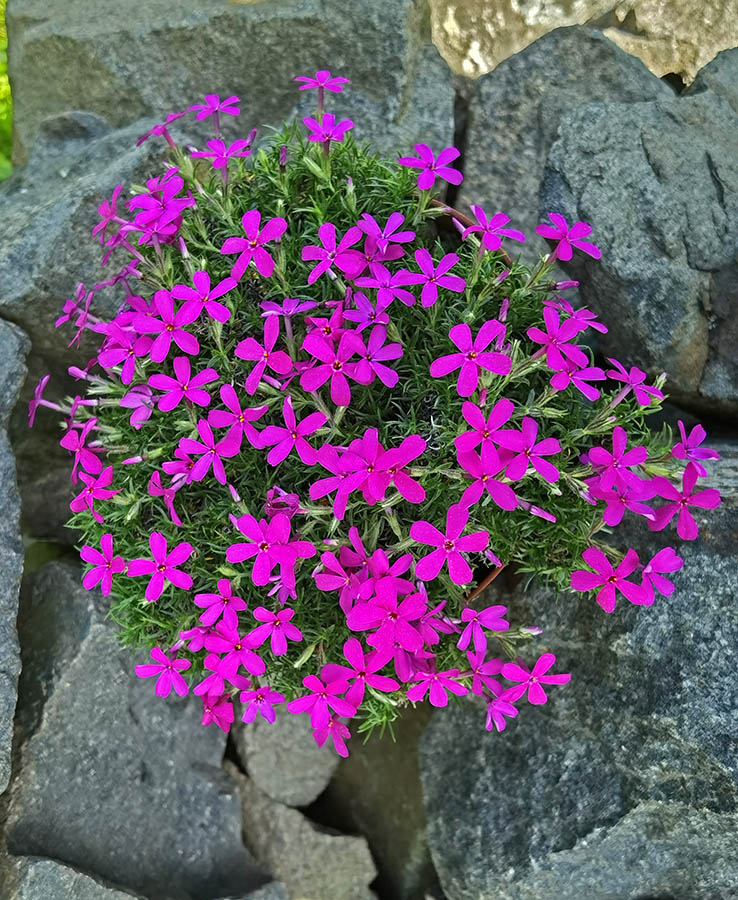 Phlox douglasii 'Ochsenblut' photo